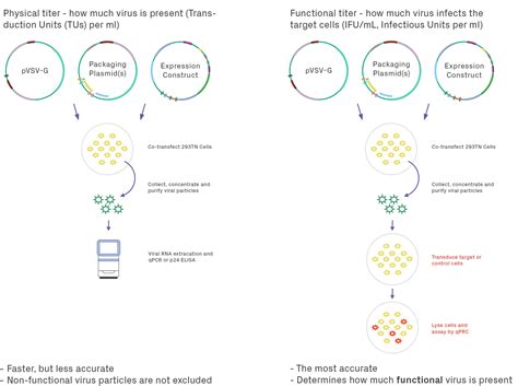 lv virus production|lentivirus production workflow.